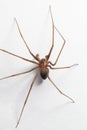 Male Brown Recluse Spider - poisonous arachnid Royalty Free Stock Photo