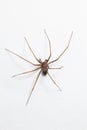 Male Brown Recluse Spider - poisonous arachnid Royalty Free Stock Photo