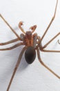 Male Brown Recluse Spider - poisonous arachnid Royalty Free Stock Photo