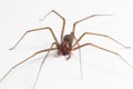 Male Brown Recluse Spider - poisonous arachnid Royalty Free Stock Photo