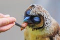 Male brown wood owl Strix leptogrammica feeds