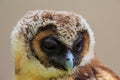 Male brown wood owl Strix leptogrammica very young chick