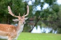Male Buck Fallow Deer Dama Dama Portrait On Natural Background