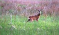 Male buck roe deer Capreolus capreolus Royalty Free Stock Photo