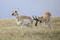 Male Buck smelling female doe Royalty Free Stock Photo