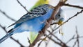 The male budgerigar sits on a tree branch and eats the bark of a tree Royalty Free Stock Photo