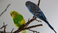 The male budgerigar sits on a tree branch and eats the bark of a tree Royalty Free Stock Photo