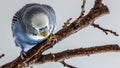 The male budgerigar sits on a tree branch and eats the bark of a tree Royalty Free Stock Photo