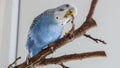 The male budgerigar sits on a tree branch and eats the bark of a tree Royalty Free Stock Photo