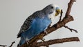 The male budgerigar sits on a tree branch and eats the bark of a tree Royalty Free Stock Photo