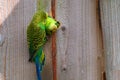 A parakeet pair taking care of each other Royalty Free Stock Photo