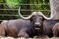 Male buffalo Carabao