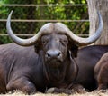 Male buffalo Carabao