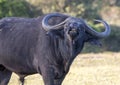 Male Buffalo with Hge Horns