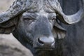 Male buffalo portrait