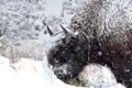 Male Buffalo in the Snow Royalty Free Stock Photo