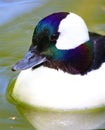 Male Bufflehead Diving Duck Colorful Ducks