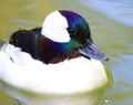 Male Bufflehead Diving Duck swimmin