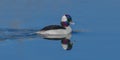 Male bufflehead drake (Bucephala albeola) swimming in blue water with reflection, green and purple iridescence Royalty Free Stock Photo