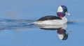 Male bufflehead drake (Bucephala albeola) swimming in calm blue water with reflection Royalty Free Stock Photo