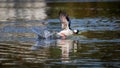 Male Bufflehead duck ` Bucephala albeola ` Royalty Free Stock Photo