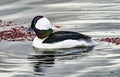 Male Bufflehead Duck Lake Washington Kirkland Washington