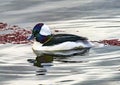 Male Bufflehead Duck Lake Washington Kirkland Washington Royalty Free Stock Photo