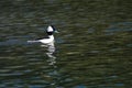Bufflehead Resting on the Still Water of the Pond