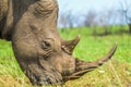 Male bull Cute White Rhino or Rhinoceros in a game reserve in So Royalty Free Stock Photo