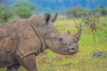 Male bull Cute White Rhino or Rhinoceros in a game reserve in So Royalty Free Stock Photo