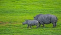 Male bull Cute White Rhino or Rhinoceros in a game reserve in So Royalty Free Stock Photo