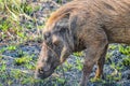 Male bull Cute White Rhino or Rhinoceros in a game reserve in So Royalty Free Stock Photo