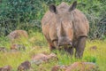 Male bull Cute White Rhino or Rhinoceros in a game reserve in So Royalty Free Stock Photo