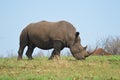 Male bull Cute White Rhino or Rhinoceros in a game reserve in South Africa Royalty Free Stock Photo