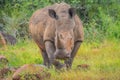 Male bull Cute White Rhino or Rhinoceros in a game reserve in So Royalty Free Stock Photo