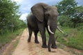 Male Bull Elephant in Hwage National Park, Zimbabwe, Elephant, Tusks, Elephant`s Eye Lodge Royalty Free Stock Photo