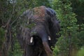 Male Bull Elephant Throwing Mud in Hwage National Park, Zimbabwe, Elephant, Tusks, Elephant`s Eye Lodge Royalty Free Stock Photo