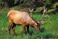A male bull elk eats fresh clover