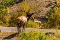 Male Bull Elk in Rocky Mountain National Park during Automn Royalty Free Stock Photo