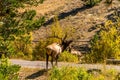 Male Bull Elk in Rocky Mountain National Park during Automn Royalty Free Stock Photo