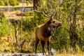 Male Bull Elk in Rocky Mountain National Park during Automn Royalty Free Stock Photo