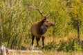 Male Bull Elk in Rocky Mountain National Park during Autumn Royalty Free Stock Photo