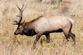 Male Bull Elk in Rocky Mountain National Park during Rut Season Royalty Free Stock Photo