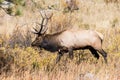 Male Bull Elk in Rocky Mountain National Park during Rut Season Royalty Free Stock Photo