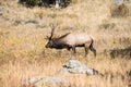 Male Bull Elk in Rocky Mountain National Park during Rut Season Royalty Free Stock Photo