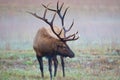 Male bull elk shows huge antlers on misty morning