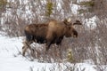 Male bull moose with springtime velvet horns in Denali National Park in Alaska USA Royalty Free Stock Photo