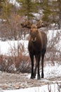 Male bull moose standing during spring in Denali National Park in Alaska USA Royalty Free Stock Photo