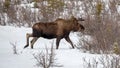 Male bull moose walking through snow in Denali National Park in Alaska USA Royalty Free Stock Photo