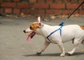 Male Bull Terrier on Leash Royalty Free Stock Photo